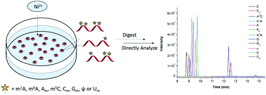 Graphical abstract: Ultrasensitive and simultaneous determination of RNA modified nucleotides by sheathless interfaced capillary electrophoresis–tandem mass spectrometry