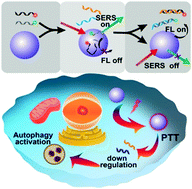 Graphical abstract: A dual-mode nanoprobe for evaluation of the autophagy level affected by photothermal therapy