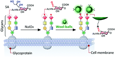 Graphical abstract: Rolling “wool-balls”: rapid live-cell mapping of membrane sialic acids via poly-p-benzoquinone/ethylenediamine nanoclusters