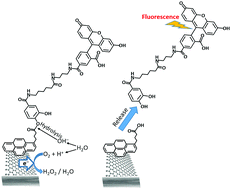 Graphical abstract: Electrochemically stimulated molecule release associated with interfacial pH changes