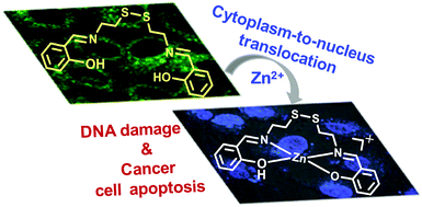 Graphical abstract: Traceable in-cell synthesis and cytoplasm-to-nucleus translocation of a zinc Schiff base complex as a simple and economical anticancer strategy