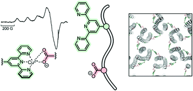 Graphical abstract: Understanding and controlling the metal-directed assembly of terpyridine-functionalized coiled-coil peptides