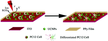 Graphical abstract: Wireless near-infrared electrical stimulation of neurite outgrowth