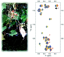 Graphical abstract: Ion effects on the conformation and dynamics of repetitive domains of a spider silk protein: implications for solubility and β-sheet formation