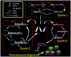 Graphical abstract: A modified exponential amplification reaction (EXPAR) with an improved signal-to-noise ratio for ultrasensitive detection of polynucleotide kinase