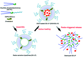 Graphical abstract: Disulfide phosphatidylcholines: alternative phospholipids for the preparation of functional liposomes