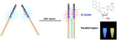 Graphical abstract: Detection of AAG repeats through DNA triplex-induced G-cluster formation