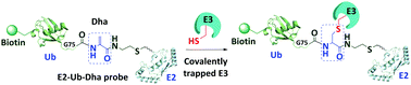 Graphical abstract: An activity-based probe developed by a sequential dehydroalanine formation strategy targets HECT E3 ubiquitin ligases