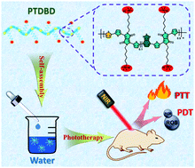 Graphical abstract: Water-soluble conjugated polymer with near-infrared absorption for synergistic tumor therapy using photothermal and photodynamic activity