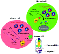 Graphical abstract: Nanoceria decorated flower-like molybdenum sulphide nanoflakes: an efficient nanozyme for tumour selective ROS generation and photo thermal therapy