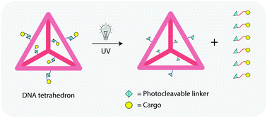 Graphical abstract: Click and photo-release dual-functional nucleic acid nanostructures