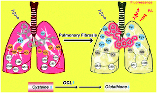 Graphical abstract: In situ photoacoustic imaging of cysteine to reveal the mechanism of limited GSH synthesis in pulmonary fibrosis
