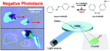 Graphical abstract: Negative phototactic behaviour of crystals on a glass surface