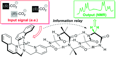 Graphical abstract: Remote conformational responses to enantiomeric excess in carboxylate-binding dynamic foldamers