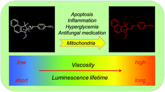 Graphical abstract: Sensing and imaging of mitochondrial viscosity in living cells using a red fluorescent probe with a long lifetime