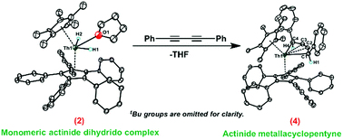 Graphical abstract: Monomeric thorium dihydrido complexes: versatile precursors to actinide metallacycles