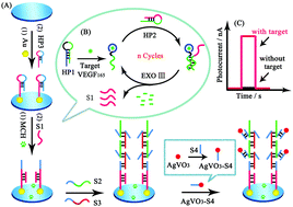 Graphical abstract: A highly sensitive photoelectrochemical VEGF165 biosensor with a dual signal amplification strategy by using AgVO3 as a photoactive material