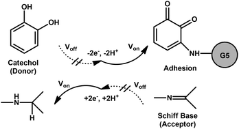 Graphical abstract: Self curing and voltage activated catechol adhesives