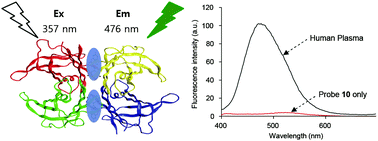 Graphical abstract: A highly sensitive fluorescent probe that quantifies transthyretin in human plasma as an early diagnostic tool of Alzheimer's disease