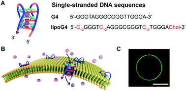 Graphical abstract: Single-stranded DNA designed lipophilic G-quadruplexes as transmembrane channels for switchable potassium transport