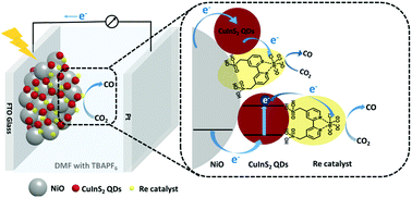 Graphical abstract: A heavy metal-free CuInS2 quantum dot sensitized NiO photocathode with a Re molecular catalyst for photoelectrochemical CO2 reduction