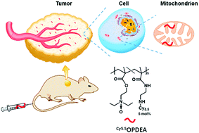 Graphical abstract: A neutral water-soluble mitochondria-targeting polymer