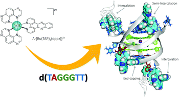 Graphical abstract: Three thymine/adenine binding modes of the ruthenium complex Λ-[Ru(TAP)2(dppz)]2+ to the G-quadruplex forming sequence d(TAGGGTT) shown by X-ray crystallography