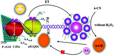 Graphical abstract: A sensitive photoelectrochemical methyltransferase activity assay based on a novel “Z-scheme” CdSe QD/afGQD heterojunction and multiple signal amplification strategies