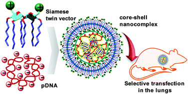 Graphical abstract: Trehalose-based Siamese twin amphiphiles with tunable self-assembling, DNA nanocomplexing and gene delivery properties