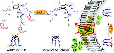 Graphical abstract: Tuning the solubility of ionophores: glutathione-mediated transport of chloride ions across hydrophobic membranes