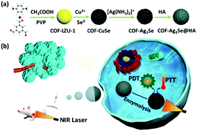 Graphical abstract: Integration of a highly monodisperse covalent organic framework photosensitizer with cation exchange synthesized Ag2Se nanoparticles for enhanced phototherapy