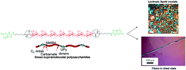 Graphical abstract: Lyotropic liquid crystals and linear supramolecular polymers of end-functionalized oligosaccharides