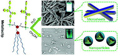 Graphical abstract: An amphiphilic metallaclip with enhanced fluorescence emission in water: synthesis and controllable self-assembly into multi-dimensional micro-structures