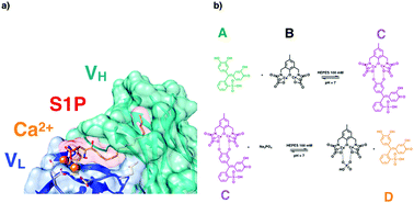 Graphical abstract: A biomimetic cerium-based biosensor for the direct visual detection of phosphate under physiological conditions