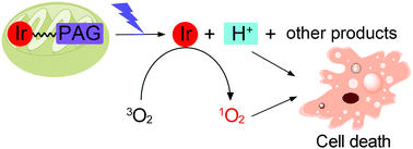 Graphical abstract: A mitochondria-targeted iridium(iii)-based photoacid generator induces dual-mode photodynamic damage within cancer cells