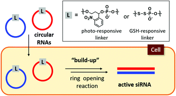 Graphical abstract: Intracellular build-up RNAi with single-strand circular RNAs as siRNA precursors