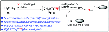 Graphical abstract: HPLC-free in situ18F-fluoromethylation of bioactive molecules by azidation and MTBD scavenging