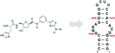 Graphical abstract: Functionalized C-nucleosides as remarkable RNA binders: targeting of prokaryotic ribosomal A-site RNA