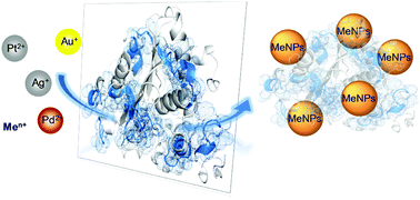 Graphical abstract: Nanobiohybrids: a new concept for metal nanoparticles synthesis