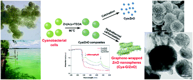 Graphical abstract: Facile direct synthesis of graphene-wrapped ZnO nanospheres from cyanobacterial cells