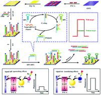 Graphical abstract: Ultrasensitive photoelectrochemical biosensor for MiRNA-21 assay based on target-catalyzed hairpin assembly coupled with distance-controllable multiple signal amplification
