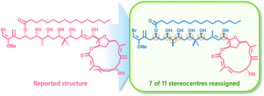 Graphical abstract: A counterintuitive stereochemical outcome from a chelation-controlled vinylmetal aldehyde addition leads to the configurational reassignment of phormidolide A