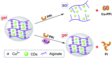 Graphical abstract: Pyrophosphate ion-responsive alginate hydrogel as an effective fluorescent sensing platform for alkaline phosphatase detection