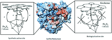 Graphical abstract: Why does sulfite reductase employ siroheme?