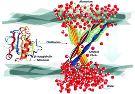 Graphical abstract: Ubiquitous aluminium contamination in water and amyloid hybrid membranes as a sustainable possible solution