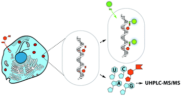 Graphical abstract: Bio-orthogonal chemistry-based method for fluorescent labelling of ribosomal RNA in live mammalian cells