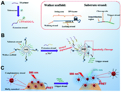 Graphical abstract: A three-dimensional DNA walker amplified FRET sensor for detection of telomerase activity based on the MnO2 nanosheet-upconversion nanoparticle sensing platform
