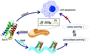 Graphical abstract: Functional modulation of cytochrome C upon specific binding to DNA nanoribbons