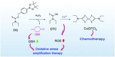 Graphical abstract: A dithiocarbamate-based H2O2-responsive prodrug for combinational chemotherapy and oxidative stress amplification therapy