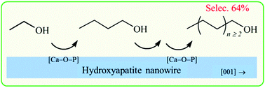 Graphical abstract: Hydroxyapatite nanowires rich in [Ca–O–P] sites for ethanol direct coupling showing high C6–12 alcohol yield